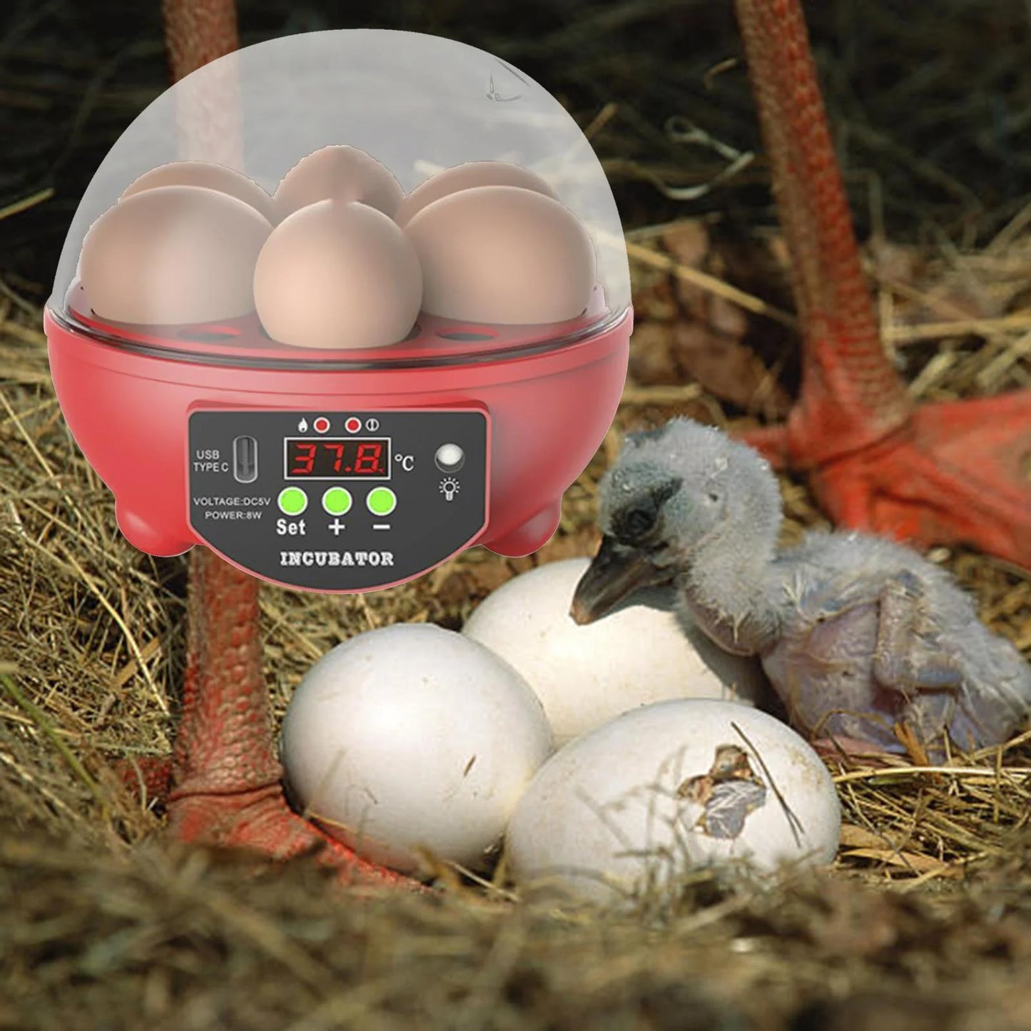 Automatic Digital Poultry Ing Machine, Automatic Egg Turner Temperature Control Small 6 Egg Incubator for Chicken Ducks Quail Red